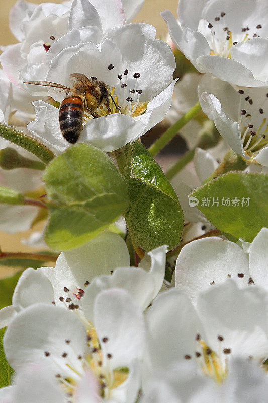 忙碌的蜜蜂和梨树在春天绽放花朵