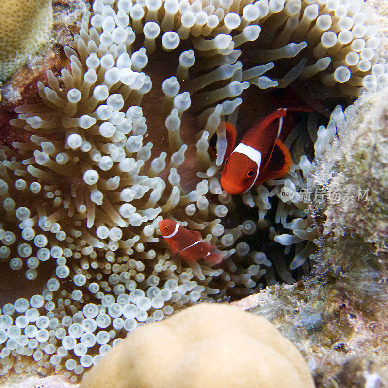 两条小丑鱼和珊瑚
