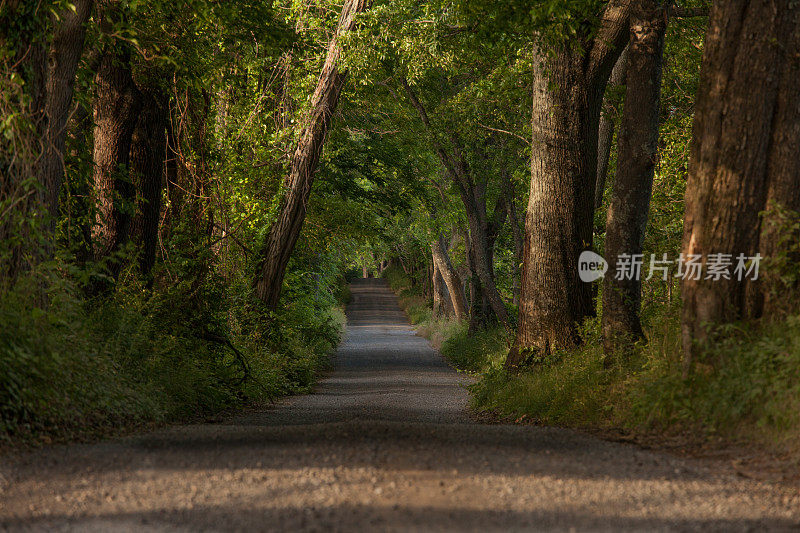 被老树遮蔽的安静的乡村道路