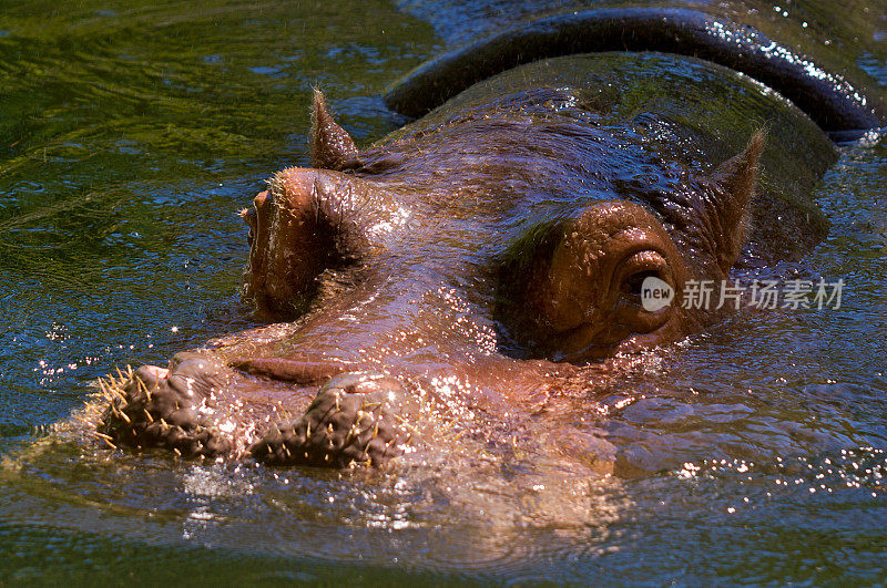 尼罗河河马