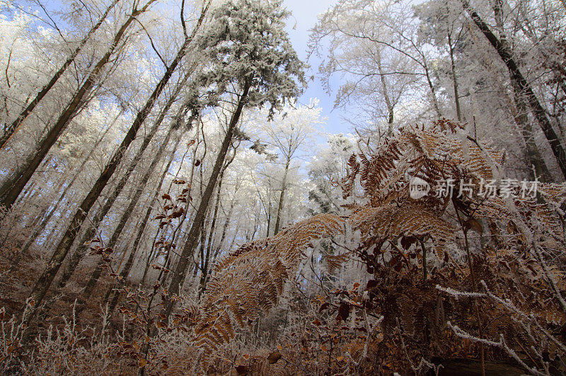 冬天树林里的霜冻