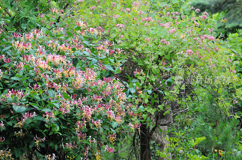 金银花(温带花)