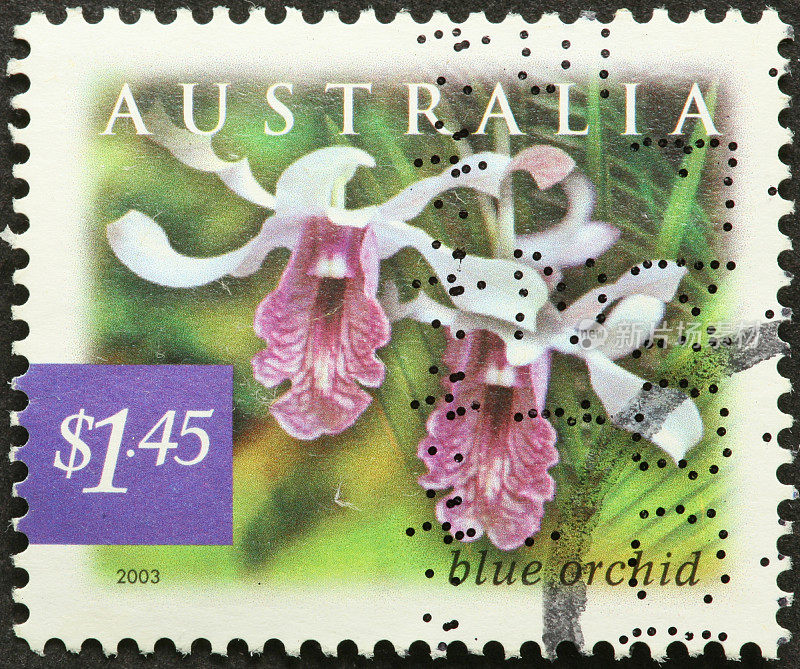 邮票上的澳大利亚蓝兰花