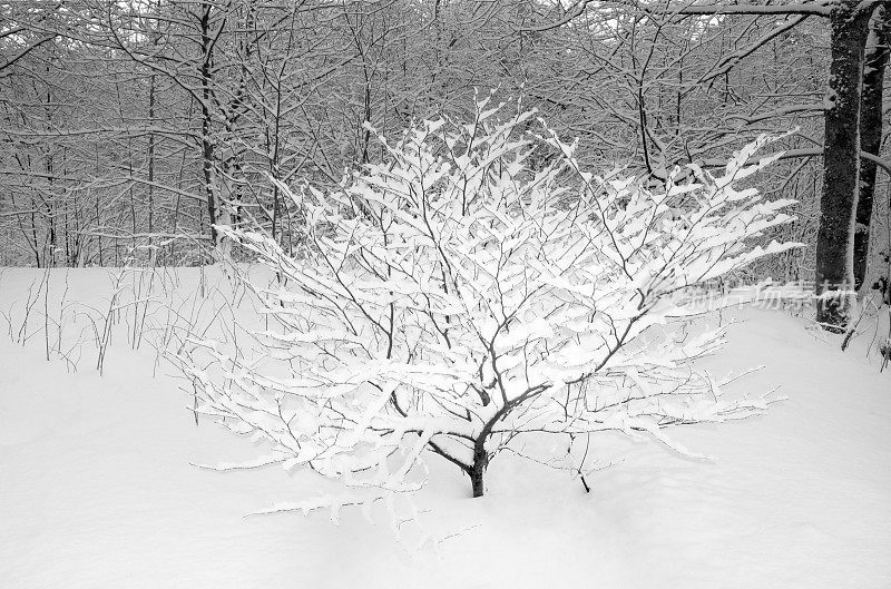 山毛榉幼树在冬天被雪覆盖