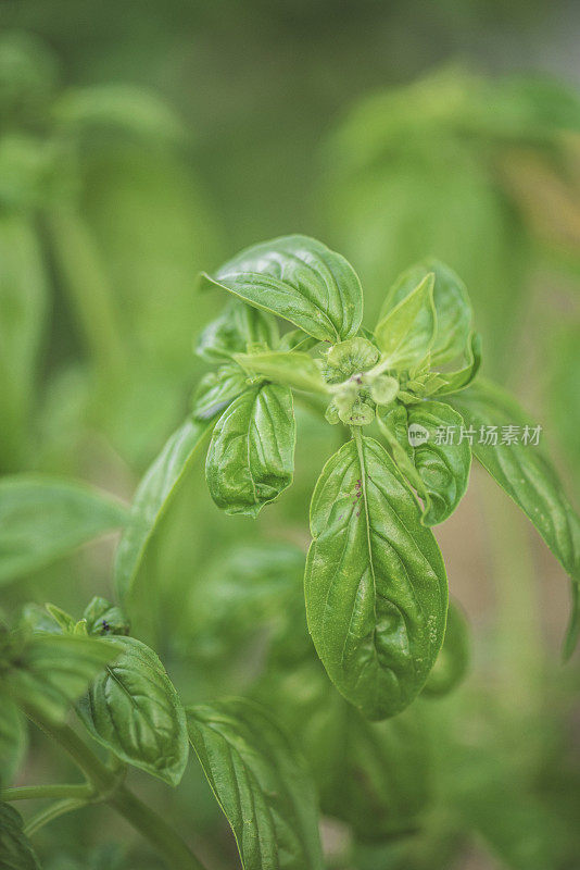 在蔬菜园里种植罗勒