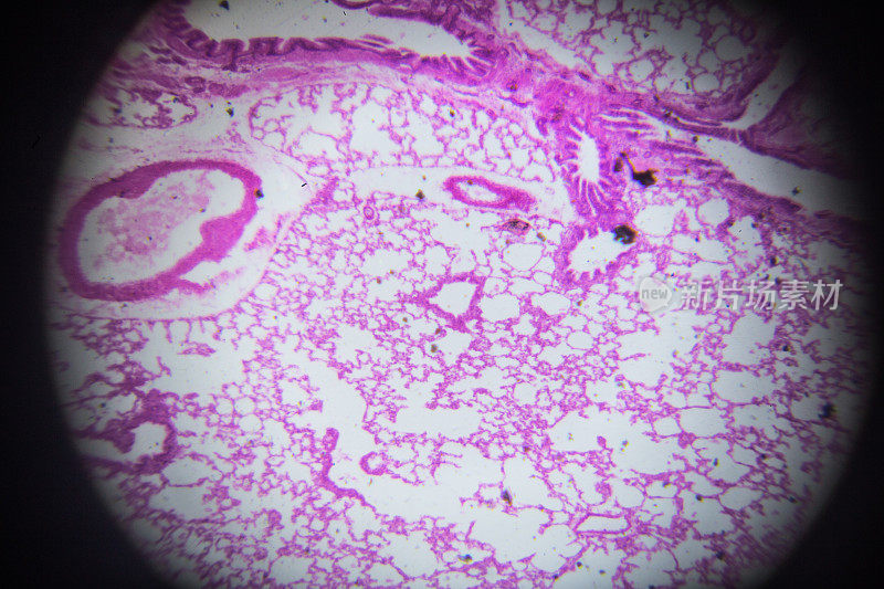 显微镜下兔肺横切面