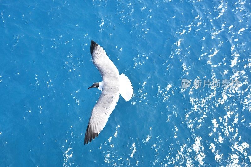 在巴哈马拿骚，鸟儿在岸边飞翔