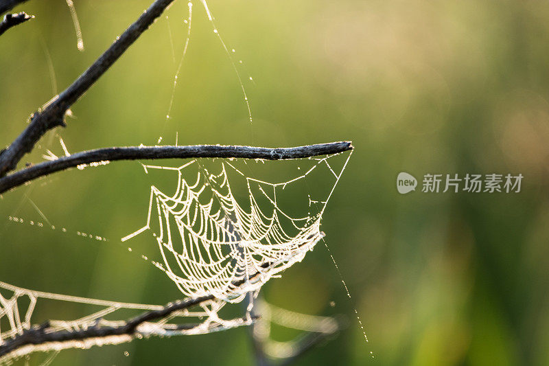 老蜘蛛在一个潮湿的清晨织网