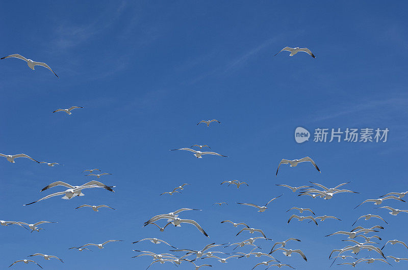 加利福尼亚海鸥在头顶飞过