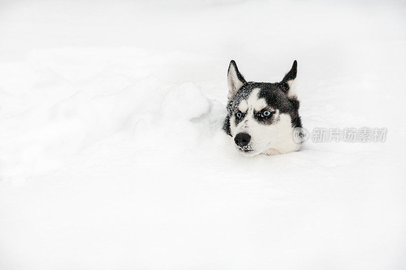 小狗西伯利亚雪橇犬