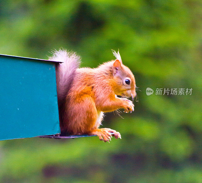 红松鼠喂食