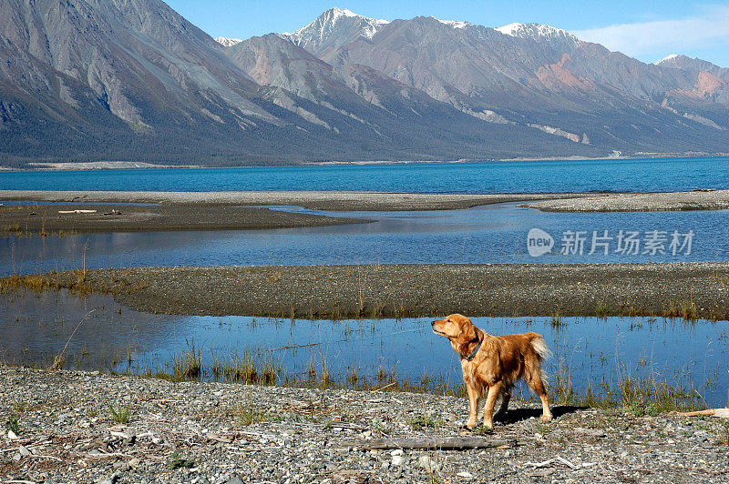 金毛寻回犬站在克卢安湖附近，育空地区，加拿大