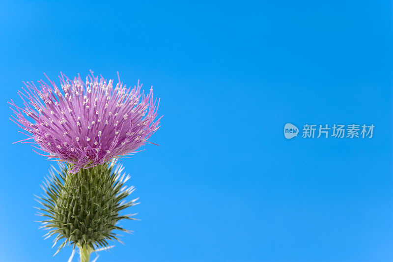 花-蓟在一个蓝色的背景，有限的焦点。