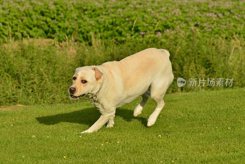 拉布拉多寻回犬