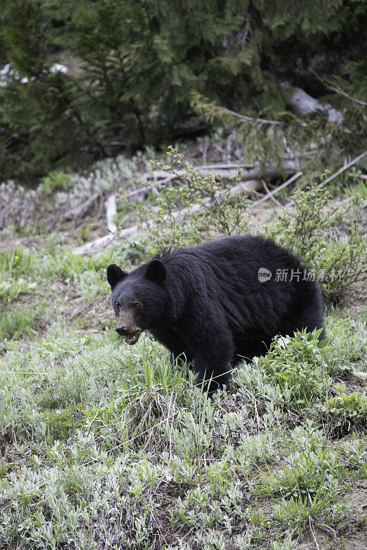 美国黑熊，在山坡上吃草