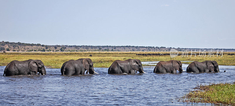 五头大象穿过乔贝河前往苏都都岛