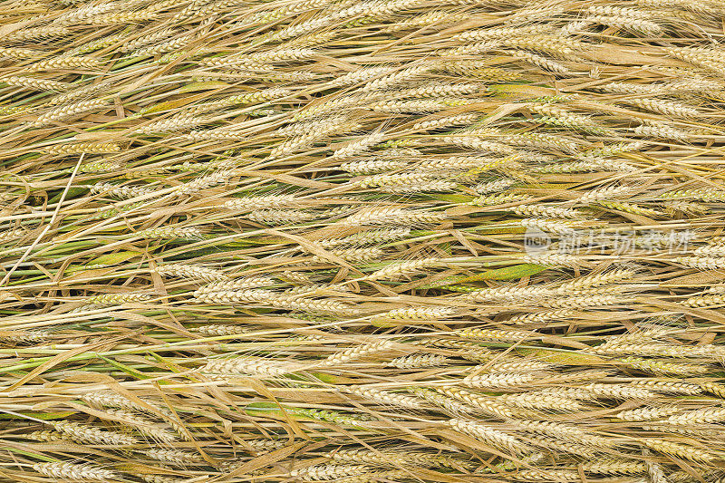 小麦穗的全景图像