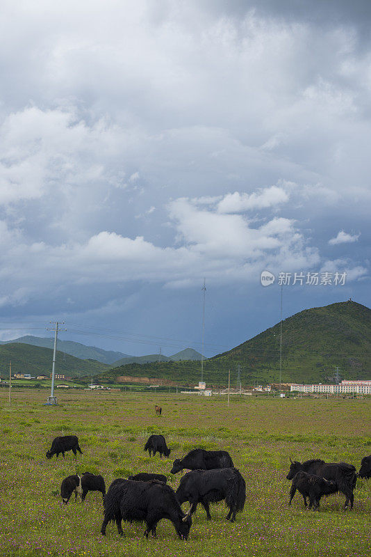 中国西藏牦牛