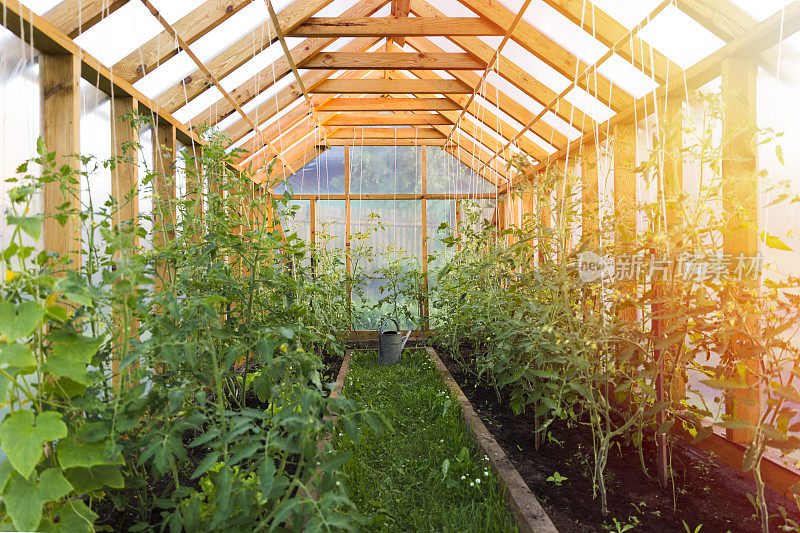 园艺的概念。在舒适的温室里种西红柿