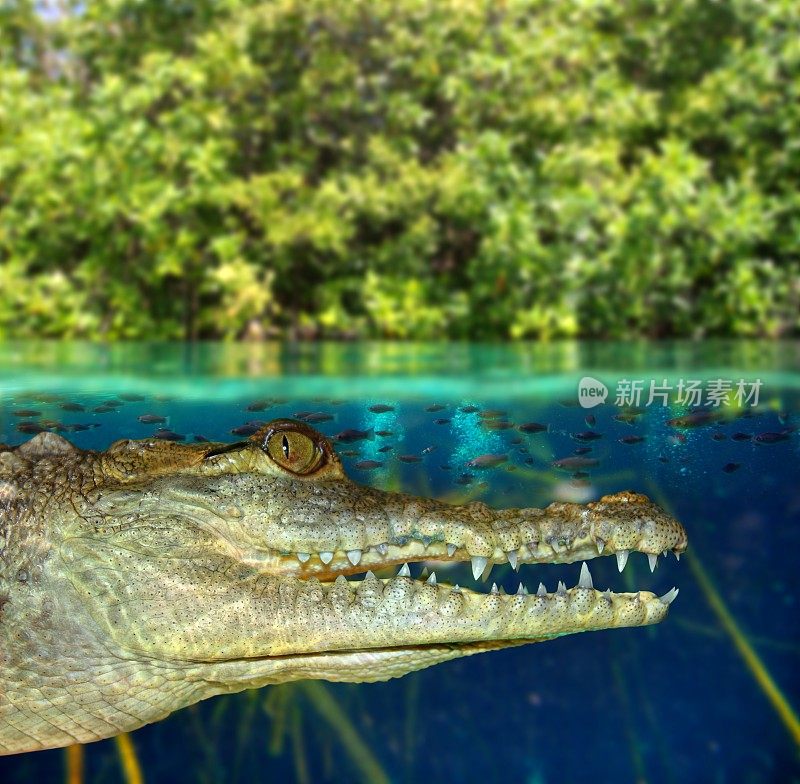 鳄鱼在红树林沼泽中游泳