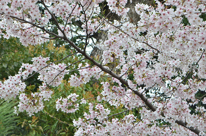 日本京都藤森附近的樱花(樱花)中伪装的Meijiro(日本白眼鸟)。