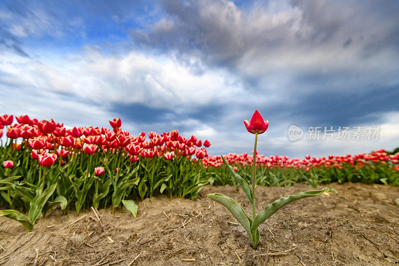 在一个风雨交加的春天下午，一朵红色和粉红色的郁金香在田野里盛开