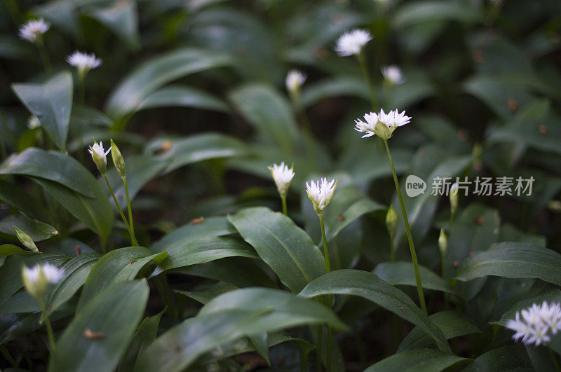 野生蒜，白花盛开