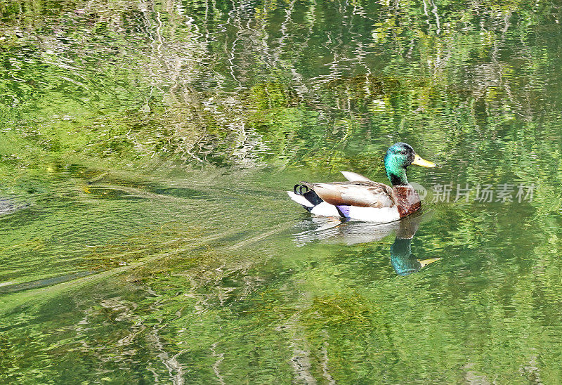 一只公野鸭在池塘里游泳