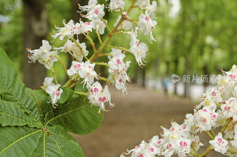 春天的栗子巷，维也纳-(普拉特·豪普塔利)