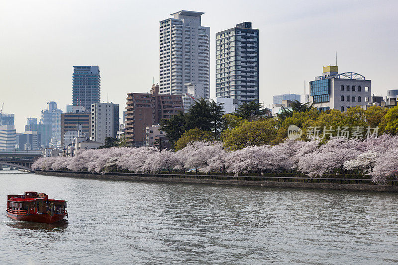 樱花盛开的日本大阪市