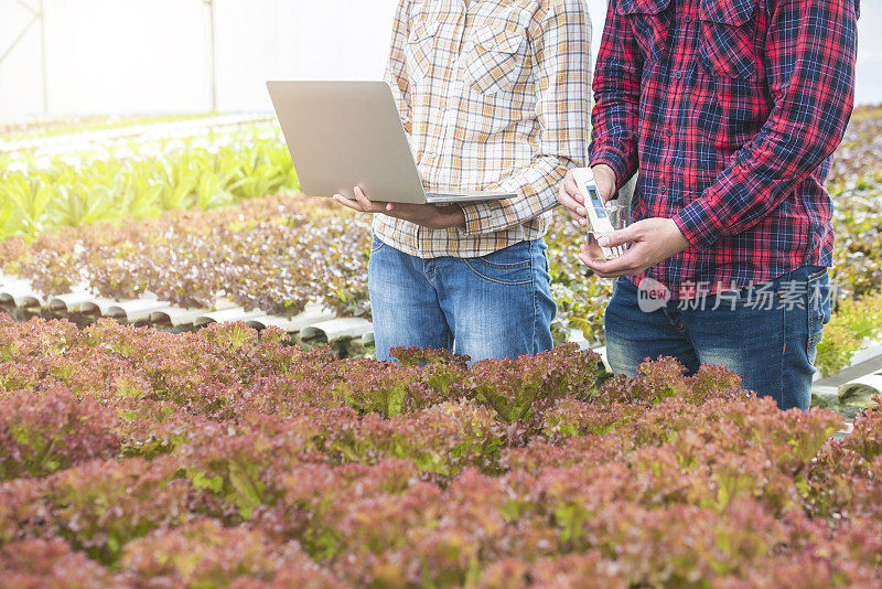 菜场的工作人员正在通过电脑在线指令检查水培菜场的数据和检测绿色蔬菜的质量，这是小型企业企业家的概念。