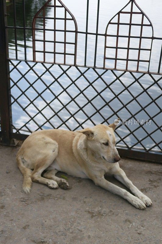 印度拉贾斯坦邦乌代普尔市的Pichola湖上，一只印度野狗躺在桥上凉快