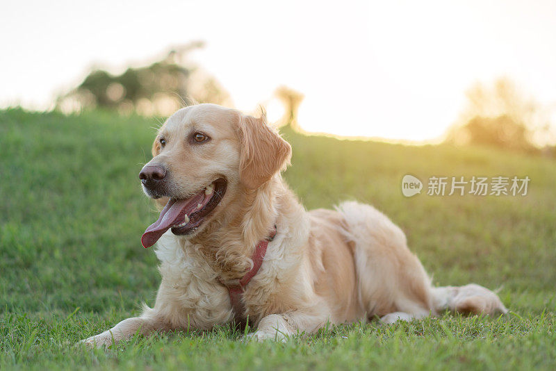 金毛猎犬躺在草地上