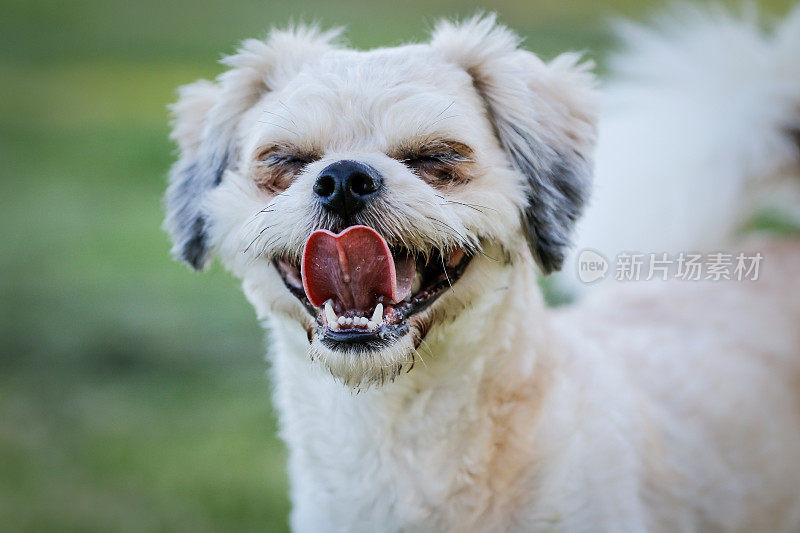 一种有趣的白色微笑马耳他狗品种