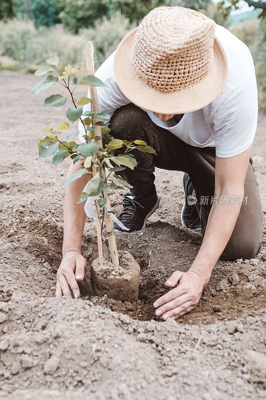 春天，人们在户外植树