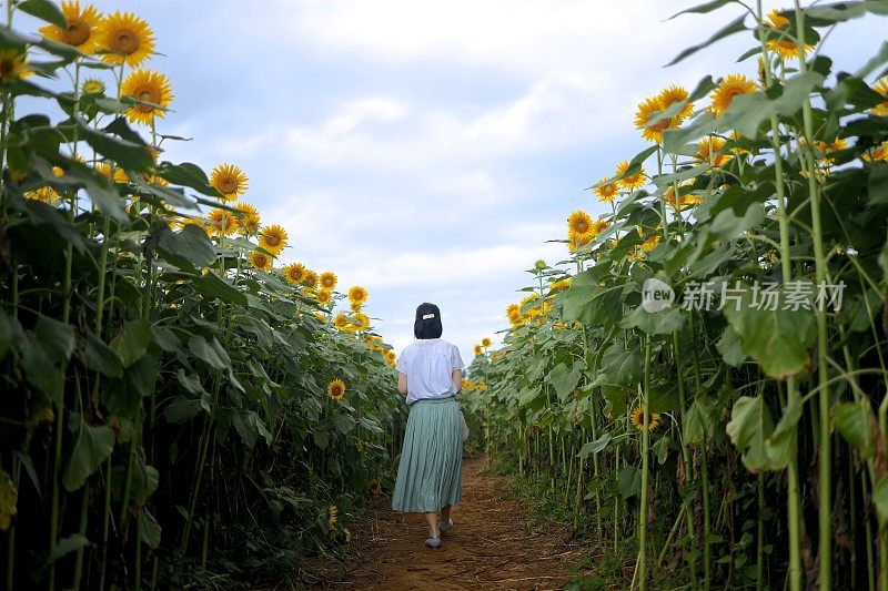 年轻女子在向日葵地里