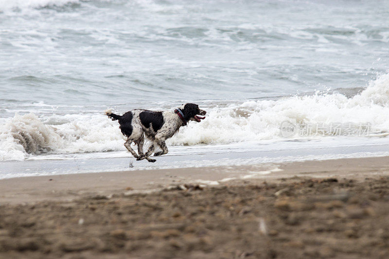 湿狗在海滩上奔跑