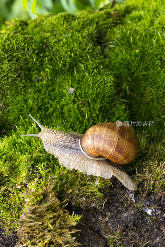 森林里，一只蜗牛爬在长满苔藓的树桩上。