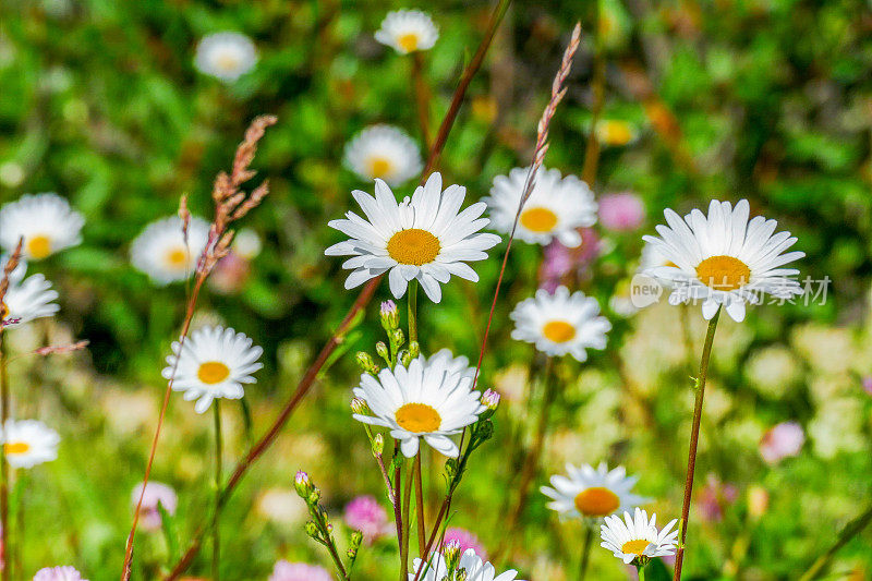 Oxeye雏菊，班夫国家公园，加拿大