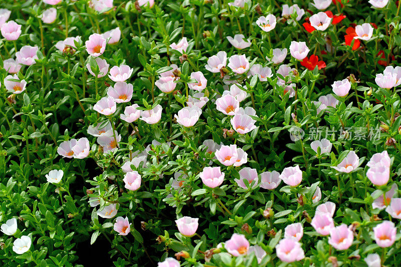 马齿苋属的植物花朵