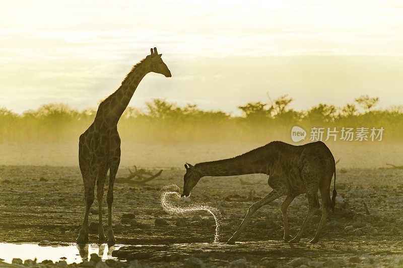 长颈鹿在Etosha水坑里吐水