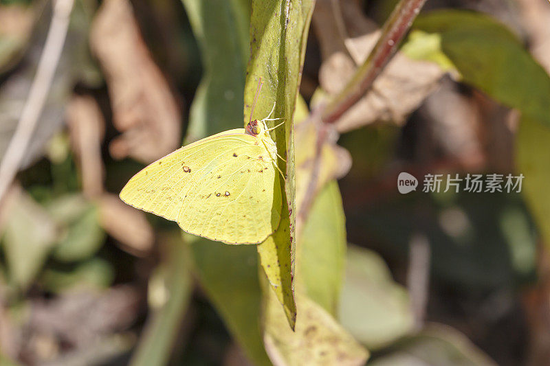 万里无云的白蝴蝶