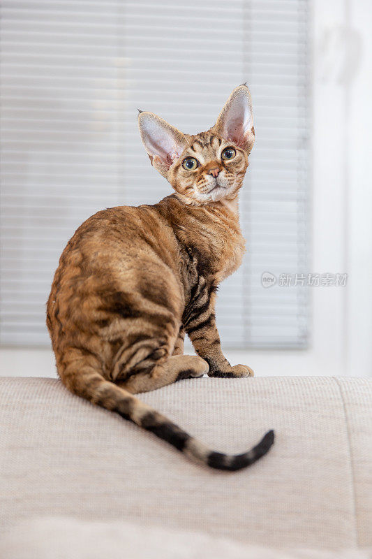 肖像美丽的德文郡雷克斯猫坐在沙发背面-库存照片