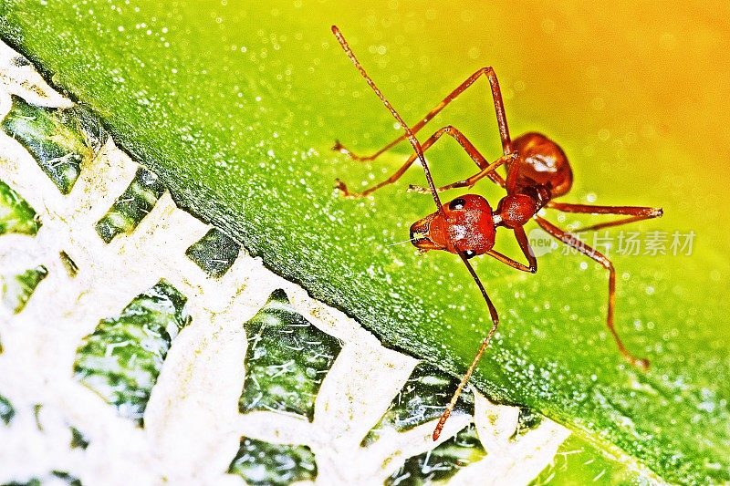 哈密瓜上的蚂蚁。