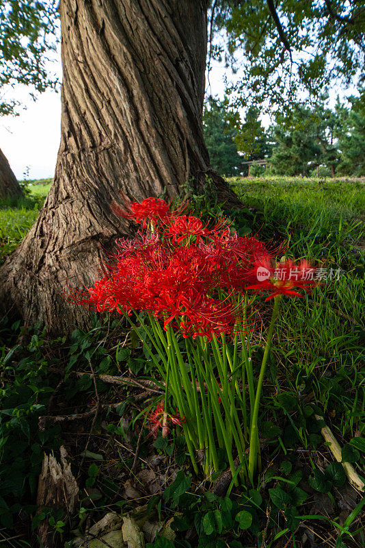 碧瓦湖湖岸的一棵树下，一簇盛开的孤挺花