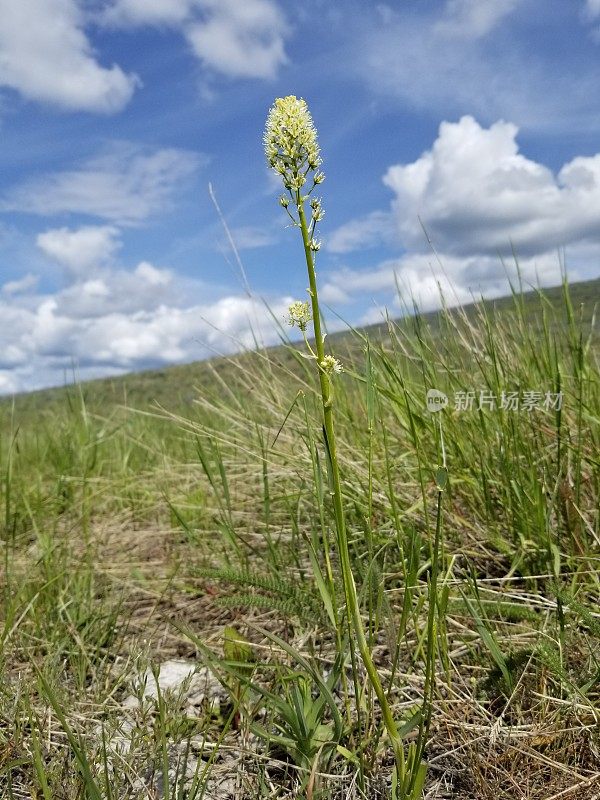 死亡加缪(毒枭)野花。