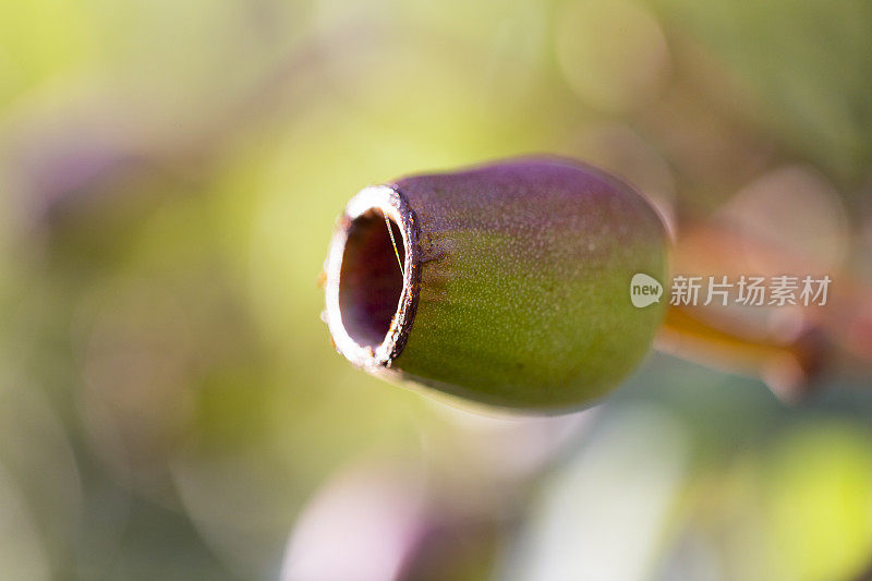 特写澳大利亚口香糖坚果，美丽的自然背景与复制空间