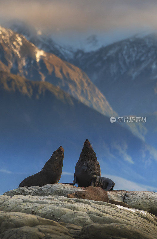 新西兰南岛太平洋沿岸的岩石上，海豹在晒太阳。
