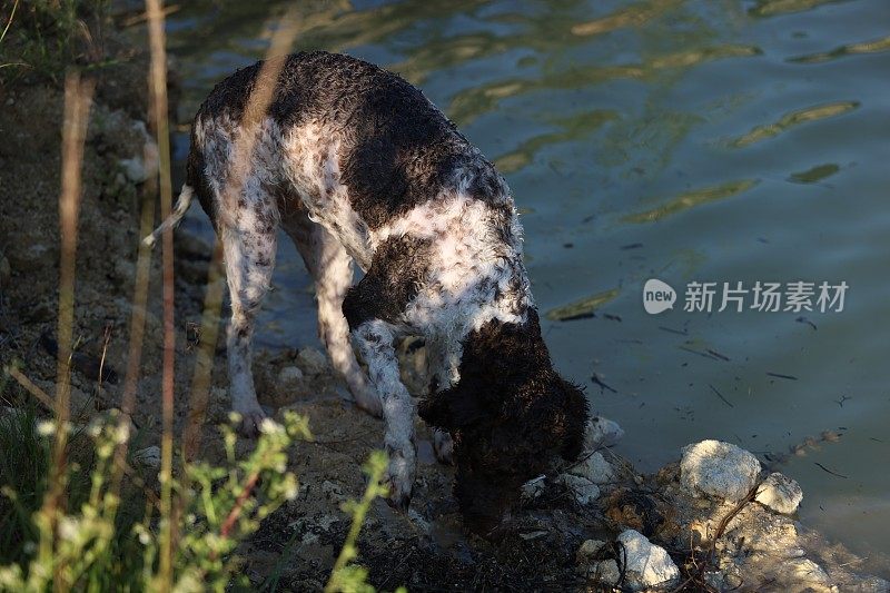 一只母狗在湖里游泳