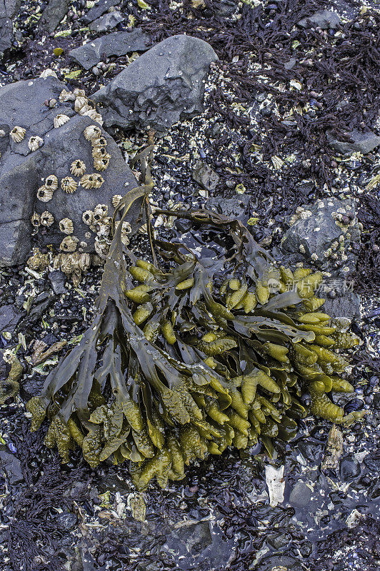 二角藻或岩藻是岩藻科的一种褐藻，分布于北半球岩石海岸的潮间带。锡特卡的声音,阿拉斯加。海藻、海带。